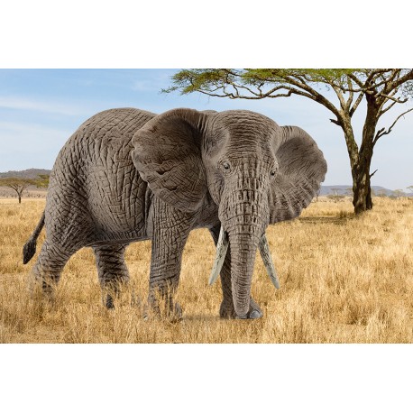 Afrikansk elefant hun - Figur - Schleich