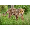 Jaguar - Figur - Schleich
