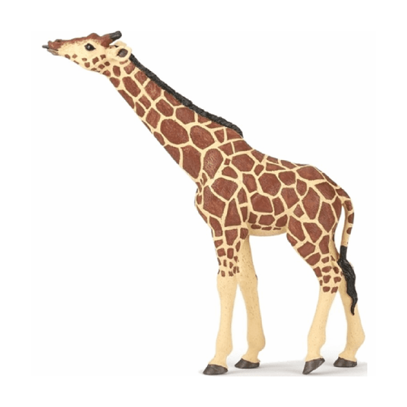 PAPO A giraffe with an outstretched head