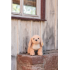 Goldendoodle hund - Bamse 26 cm
