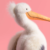 Keli Pelican - Bamse 34 cm