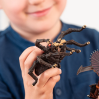 Arachnos edderkop - Fantasy figur