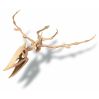 Pterosaur skelet - KidzLabs